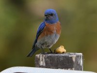 Bluebird3.jpg