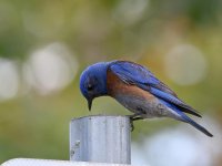 Bluebird5.jpg