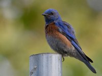 Bluebird8.jpg