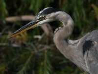 BlueHeron6.jpg