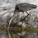BlueHeron7.jpg