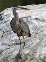 BlueHeron11.jpg