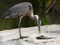 BlueHeron12.jpg