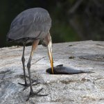 BlueHeron10.jpg