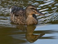 Mallard3.jpg