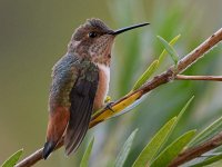 Hummer5.jpg