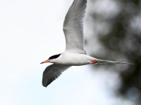 Tern6.jpg