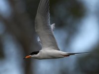 Tern2.jpg