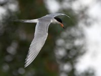 Tern4.jpg