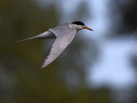 Tern5.jpg