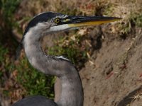 BlueHeron.jpg