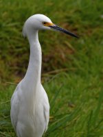 Egret.jpg