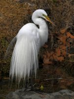 Egret4.jpg