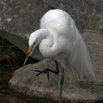 Egret9.jpg