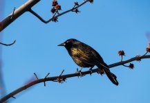 DSC_1178.jpg