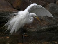 Egret13.jpg
