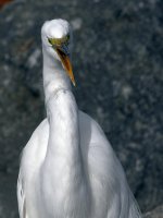 Egret10.jpg