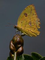 Sulfer8.jpg