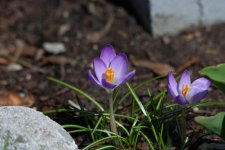 DSC_4326.jpg