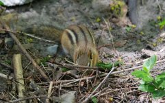 DSC_1498.jpg