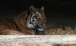 DSC_0434.jpg