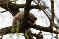 DSC_0270.jpg