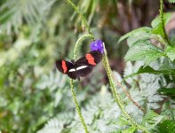 DSC_1065.jpg