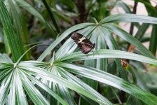 DSC_1067.jpg