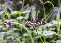 DSC_1071.jpg