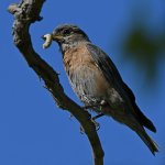 Bluebird2.jpg