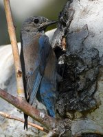 Bluebird5.jpg