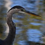 BlueHeron.jpg