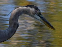 BlueHeron4.jpg