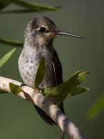 Hummer10.jpg
