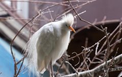 DSC_0338.jpg