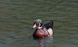 DSC_1509.jpg