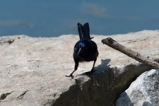 DSC_2609.jpg