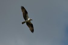 DSC_3790.jpg