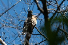 DSC_3563.jpg