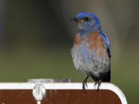 Bluebird.jpg