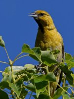 Oriole5.jpg