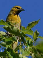Oriole7.jpg