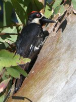 Woodpecker2.jpg