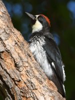 Woodpecker6.jpg