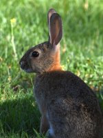 Rabbit.jpg