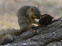 Squirrel.jpg