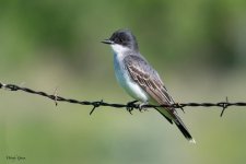 EasternKingbird-925.jpg