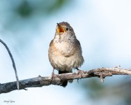 HouseWrenSinging-929.jpg