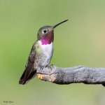 Hummer-925.jpg