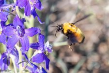BumbleBee-925.jpg